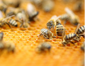 Deutscher Bienen Honig Honigwabe