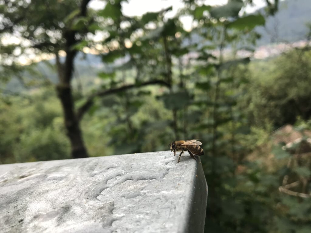 Deutscher Bienen Honig Kurse 