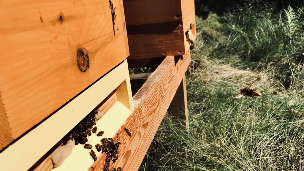 Deutscher Bienen Honig retten