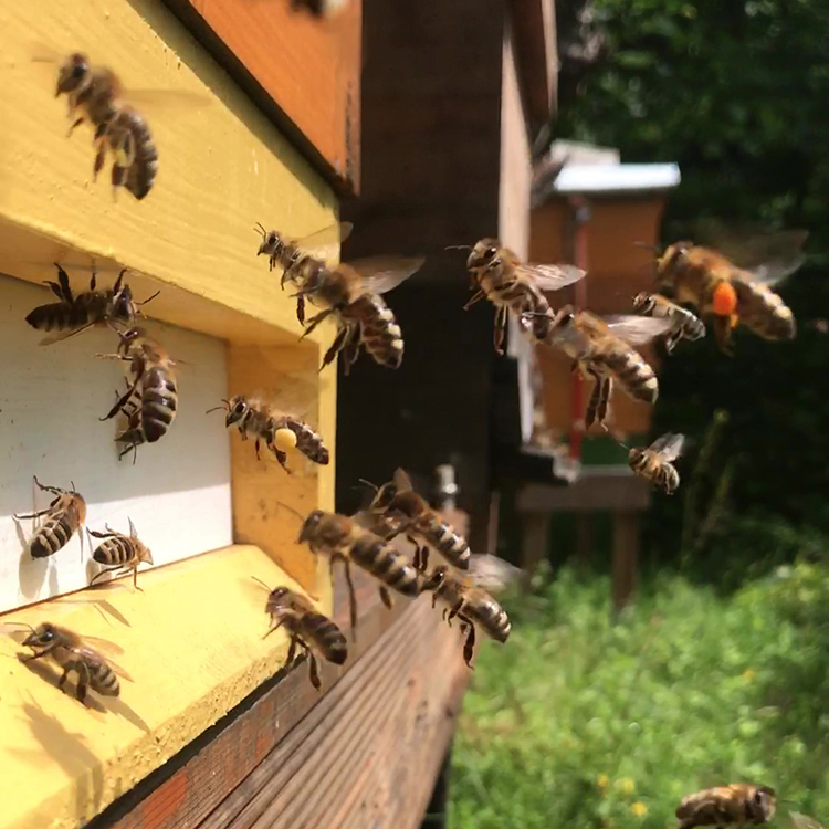 Deutscher Bienen Honig Bienenstand