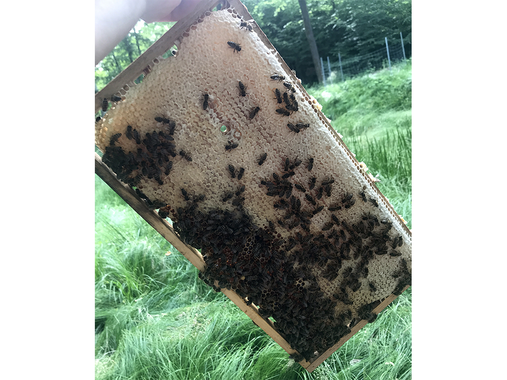 Deutscher Bienen Honig Honigwabe
