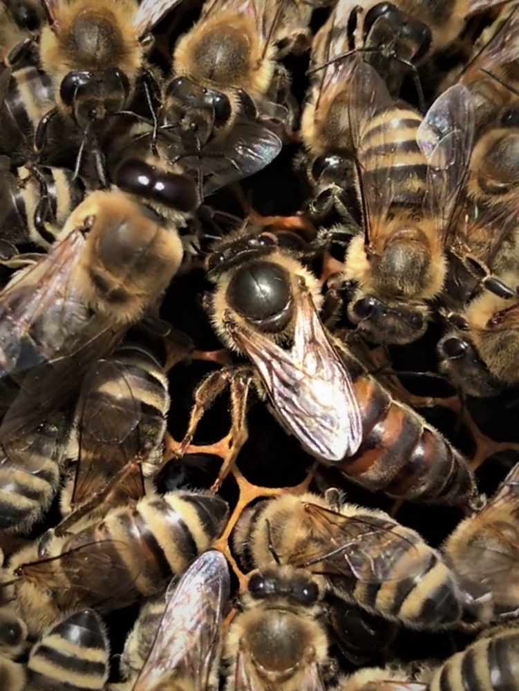 Deutscher Bienen Honig Königin