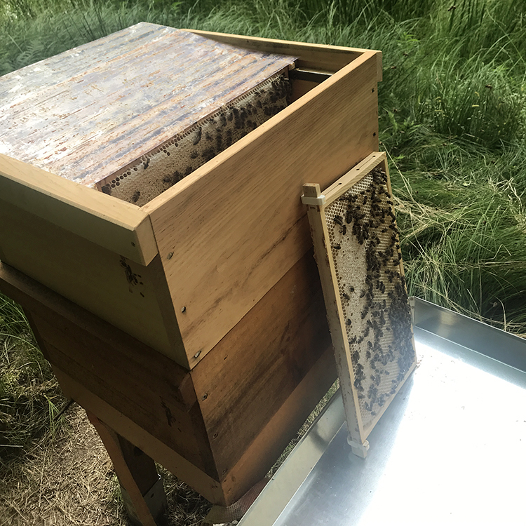 Deutscher Bienen Honig imkerkurs