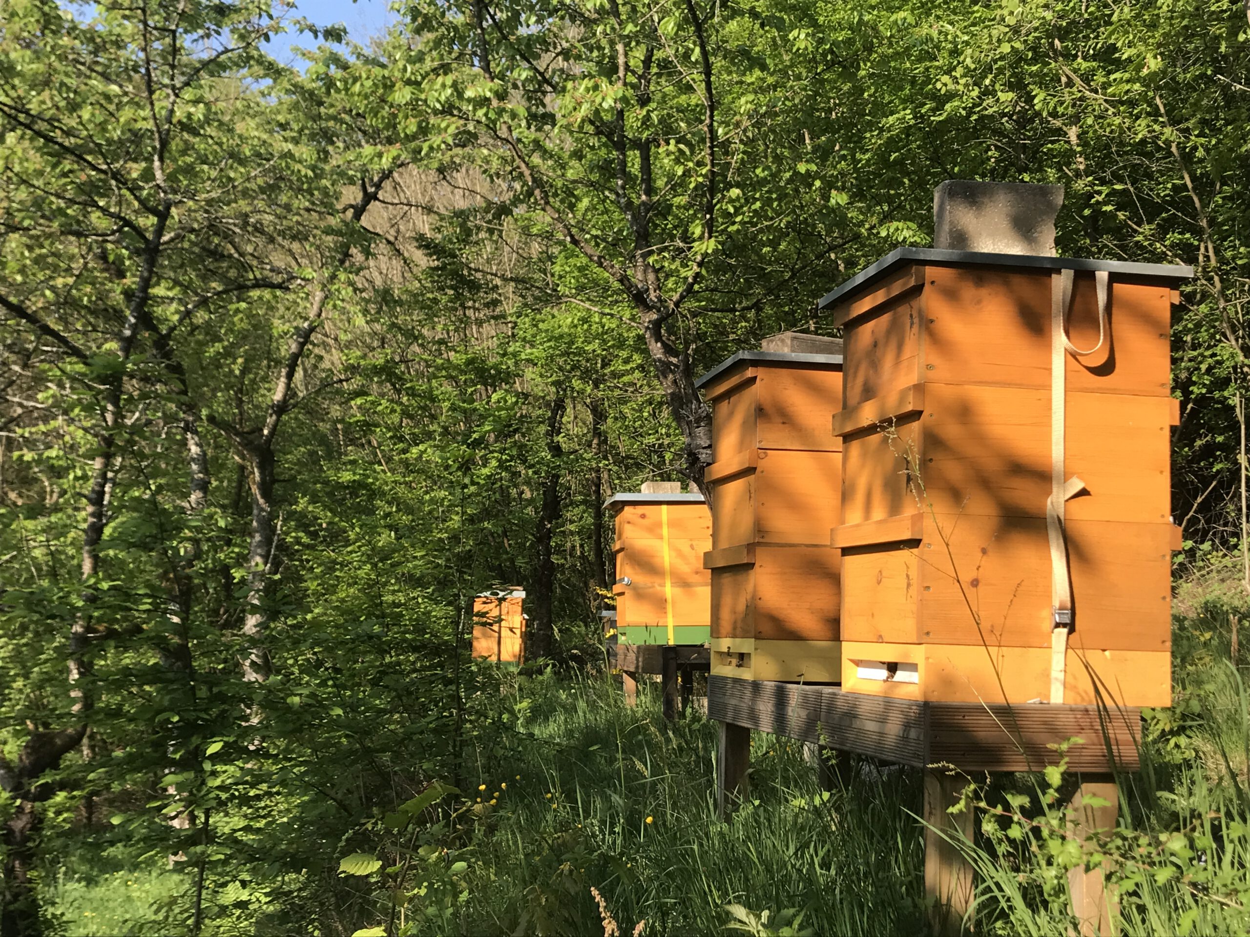 Deutscher Bienen Honig Bienenstand