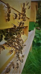 Deutscher Bienen Honig Betriebsbienen